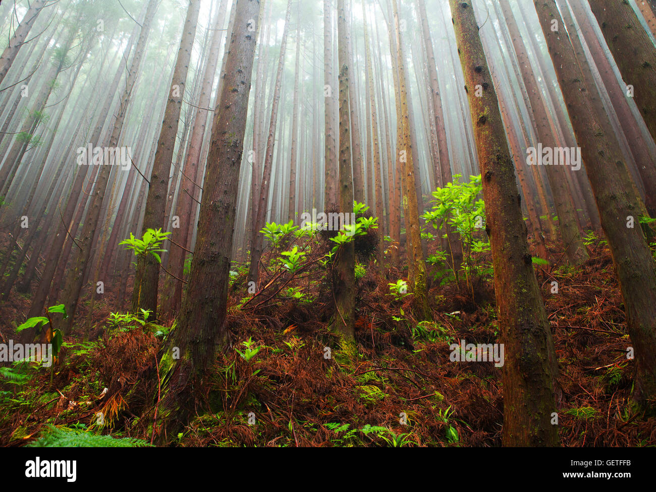 Una foresta di pini a Salto do Cavalo in alto sulle colline di Sao Miguel è avvolta nella nebbia. Foto Stock