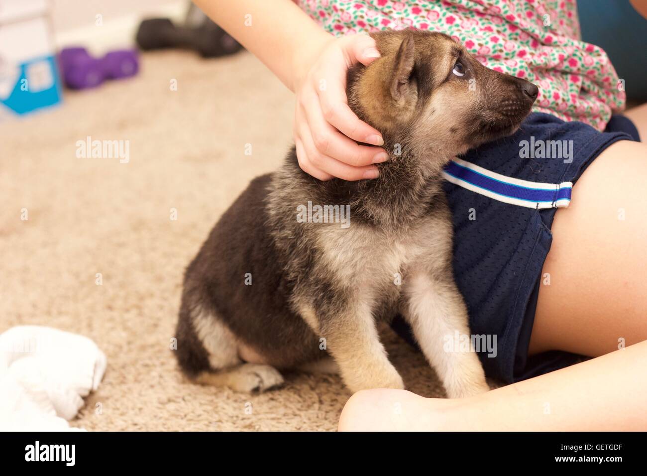 Pastore Tedesco cucciolo Foto Stock