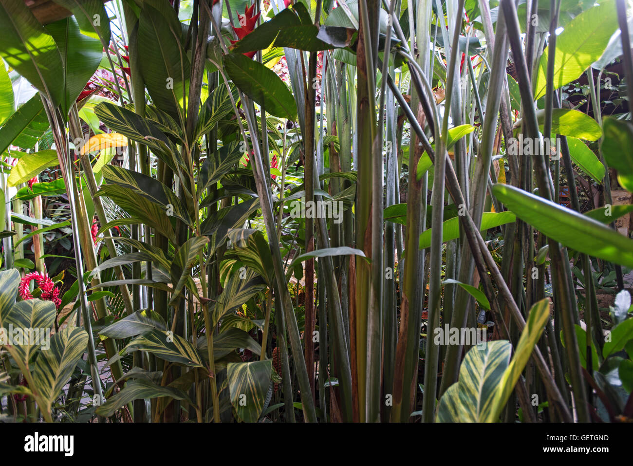 Nayara, Costa Rica Foto Stock
