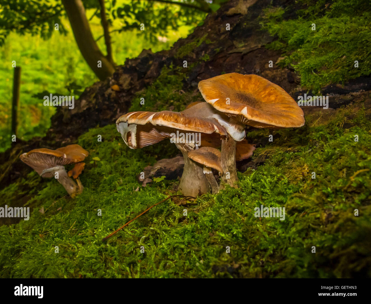 Funghi su una banca di muschio. Foto Stock