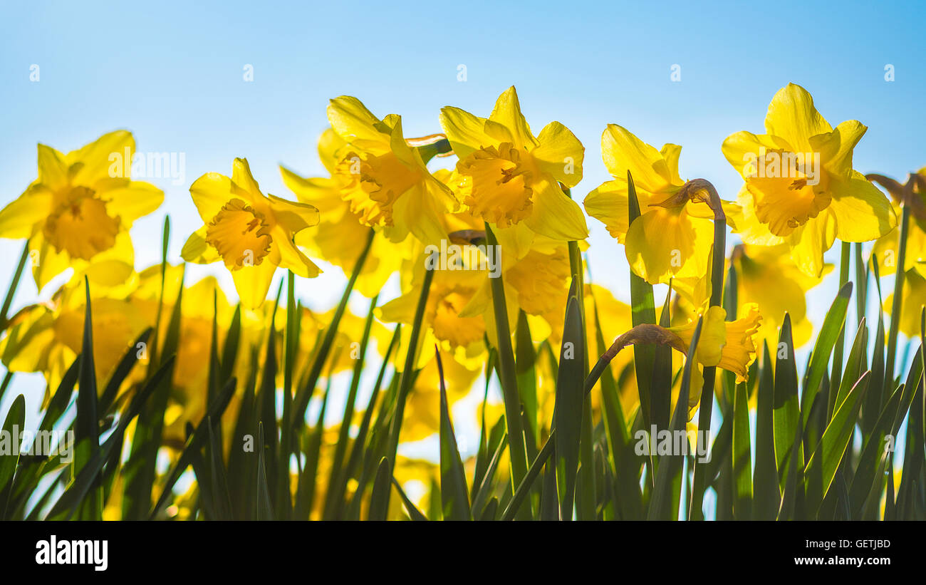 Ammassato narcisi crescente sul bordo di una strada. Foto Stock