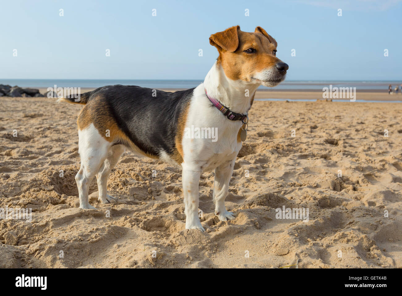 Un Jack Russell Terrier sulla spiaggia. Foto Stock