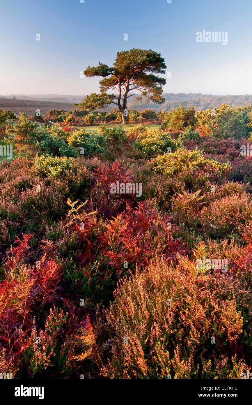 Una vista di un singolo albero di pino a vista Bratley nella nuova foresta. Foto Stock