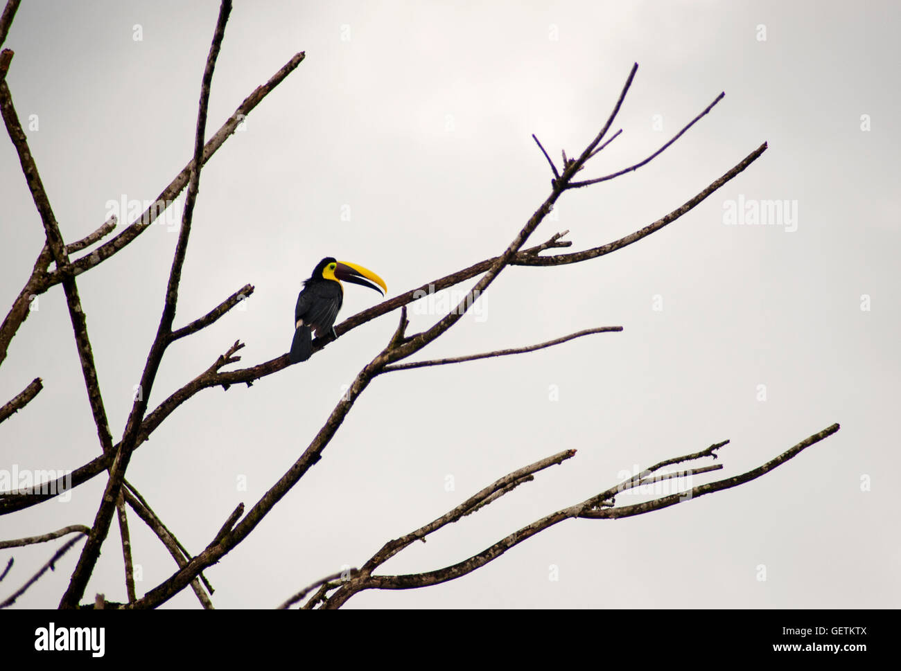 Toucan; Costa Rica Foto Stock