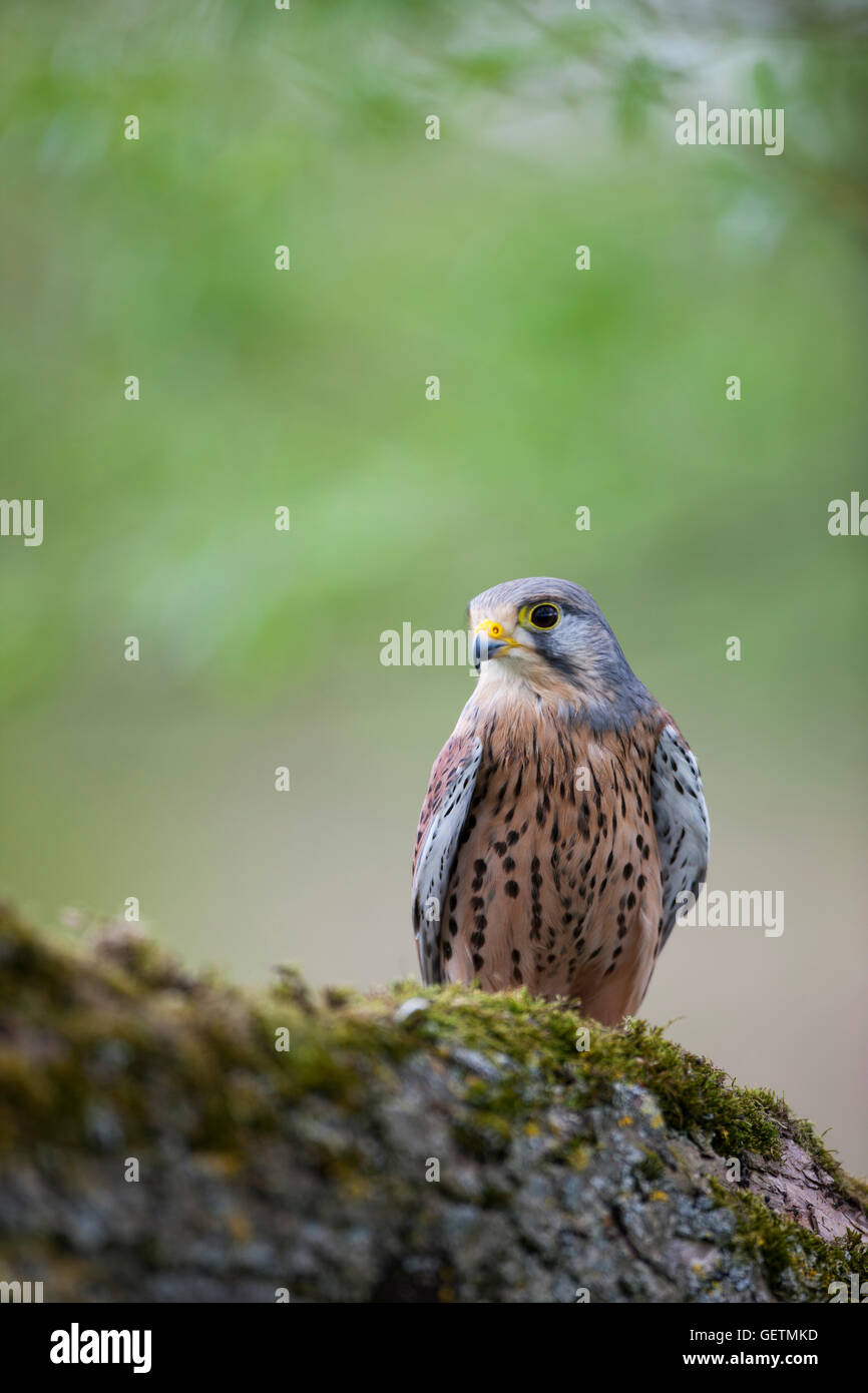 Un gheppio sul grande ramo di un albero. Foto Stock