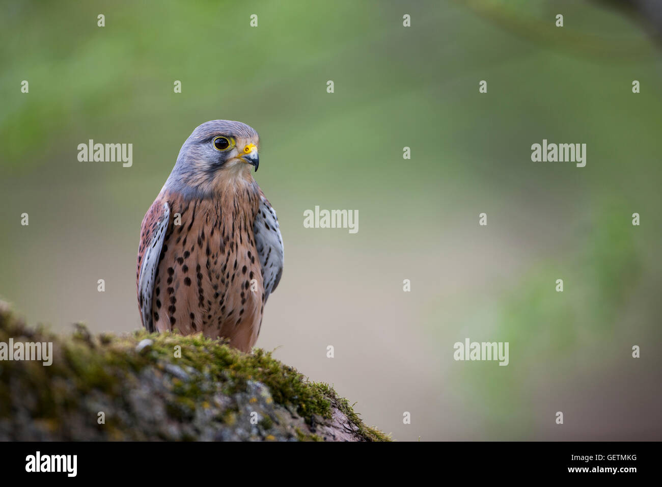 Un gheppio sul grande ramo di un albero. Foto Stock