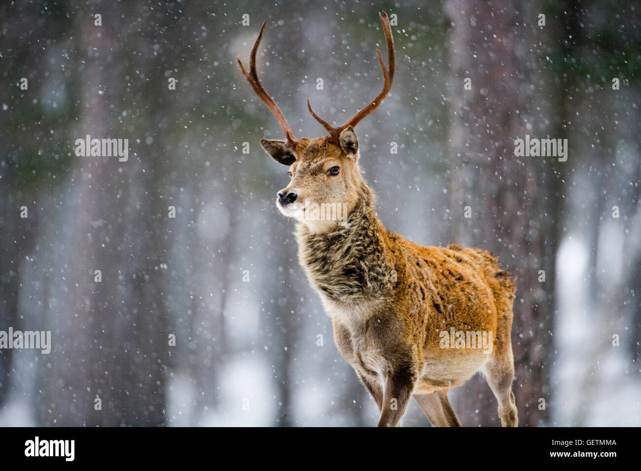 Un cervo rosso cervo a caduta di neve. Foto Stock