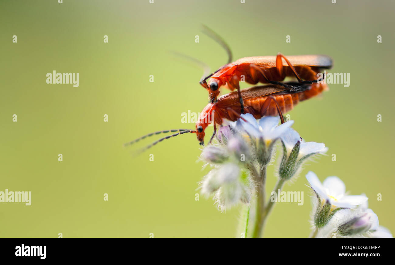 Soldato coleotteri in accoppiamento non ti scordar di me. Foto Stock