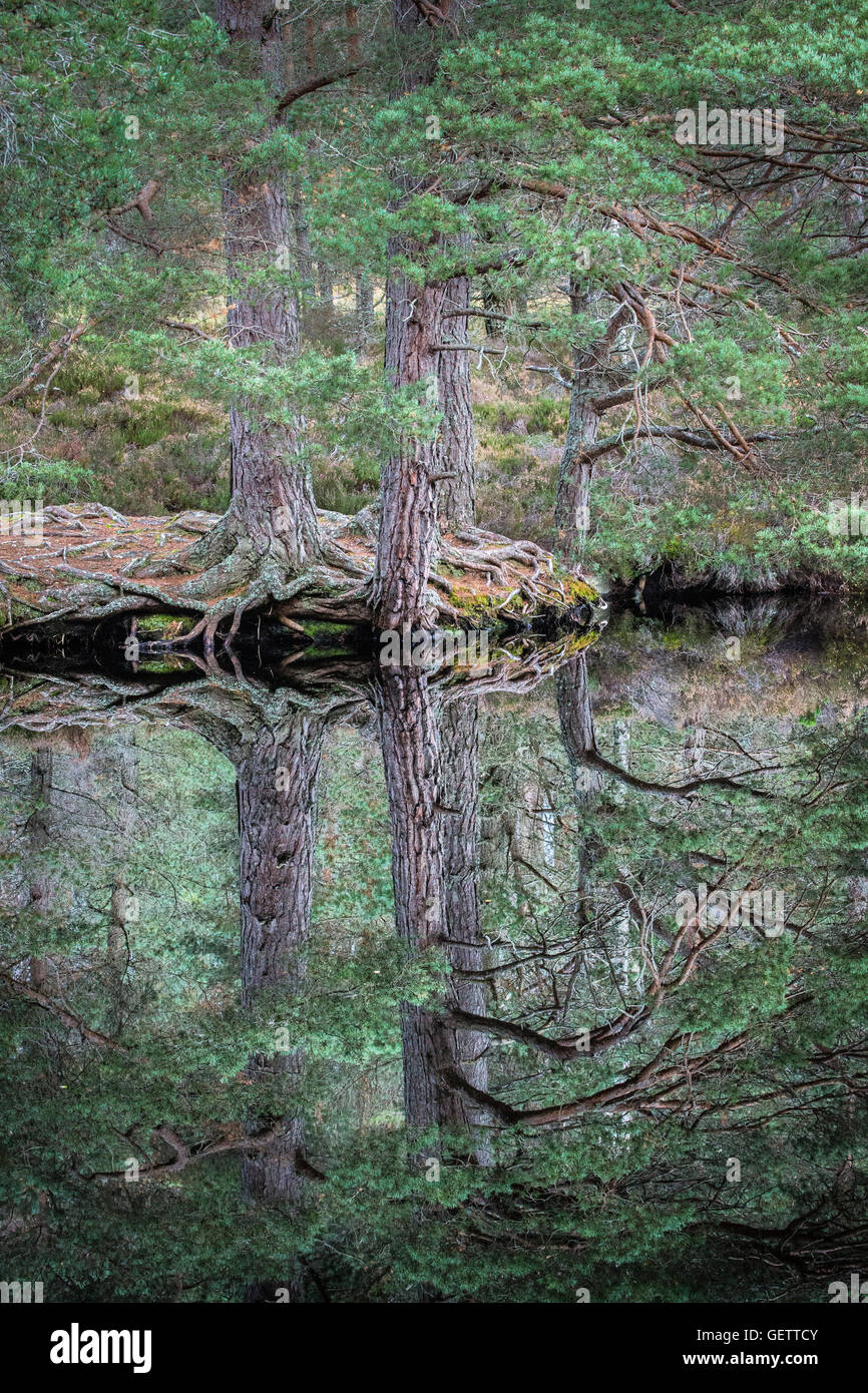 Pino silvestre su Uath Lochan in Glen Feshie. Foto Stock