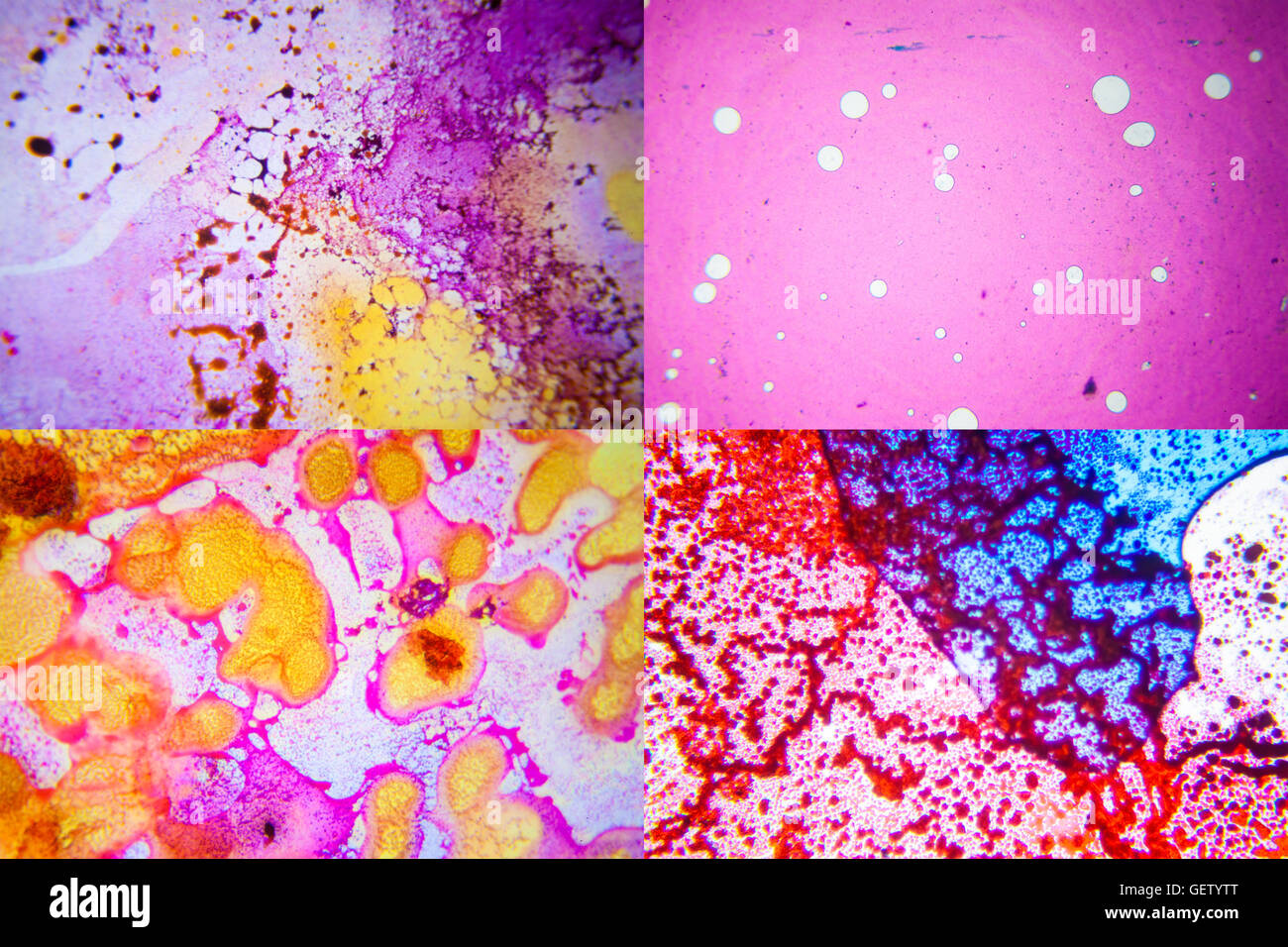 Set di scienza sezione microscopici di tessuto. Real Shot. Eventualmente al di fuori della zona di messa a fuoco Foto Stock