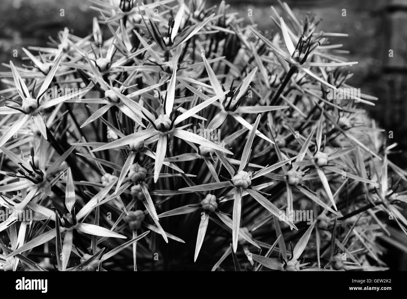 Immagine in bianco e nero di alta vista angolo di forma sferica di Allium Hollandicum Foto Stock