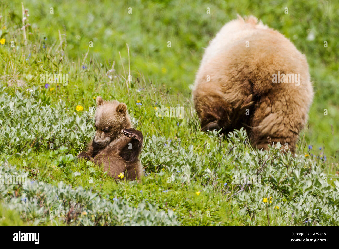 Seminare (femmina) Orso grizzly (Ursus arctos horribilis) con i cuccioli, vicino autostrada Pass, Parco Nazionale di Denali, Alaska, STATI UNITI D'AMERICA Foto Stock