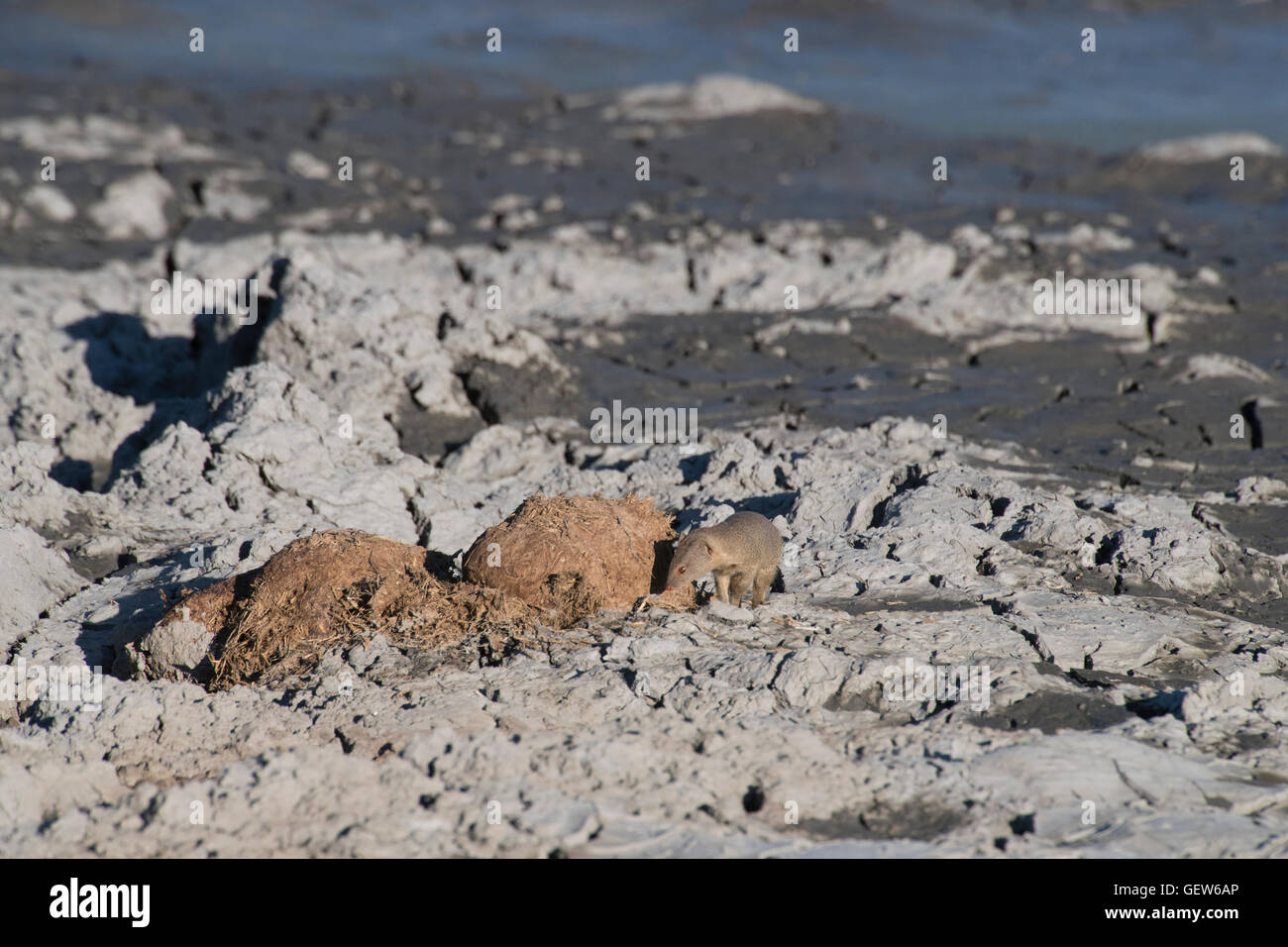 La Mangusta snella in cerca di cibo in sterco Foto Stock