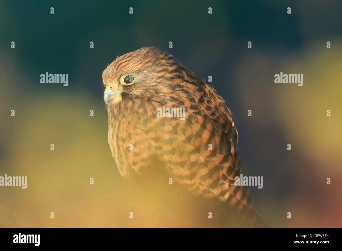 I capretti Gheppio Falco tinnunculus mostra nictitate nictitating membrana occhio circondato dai colori della luce riflessa sulle piante Foto Stock