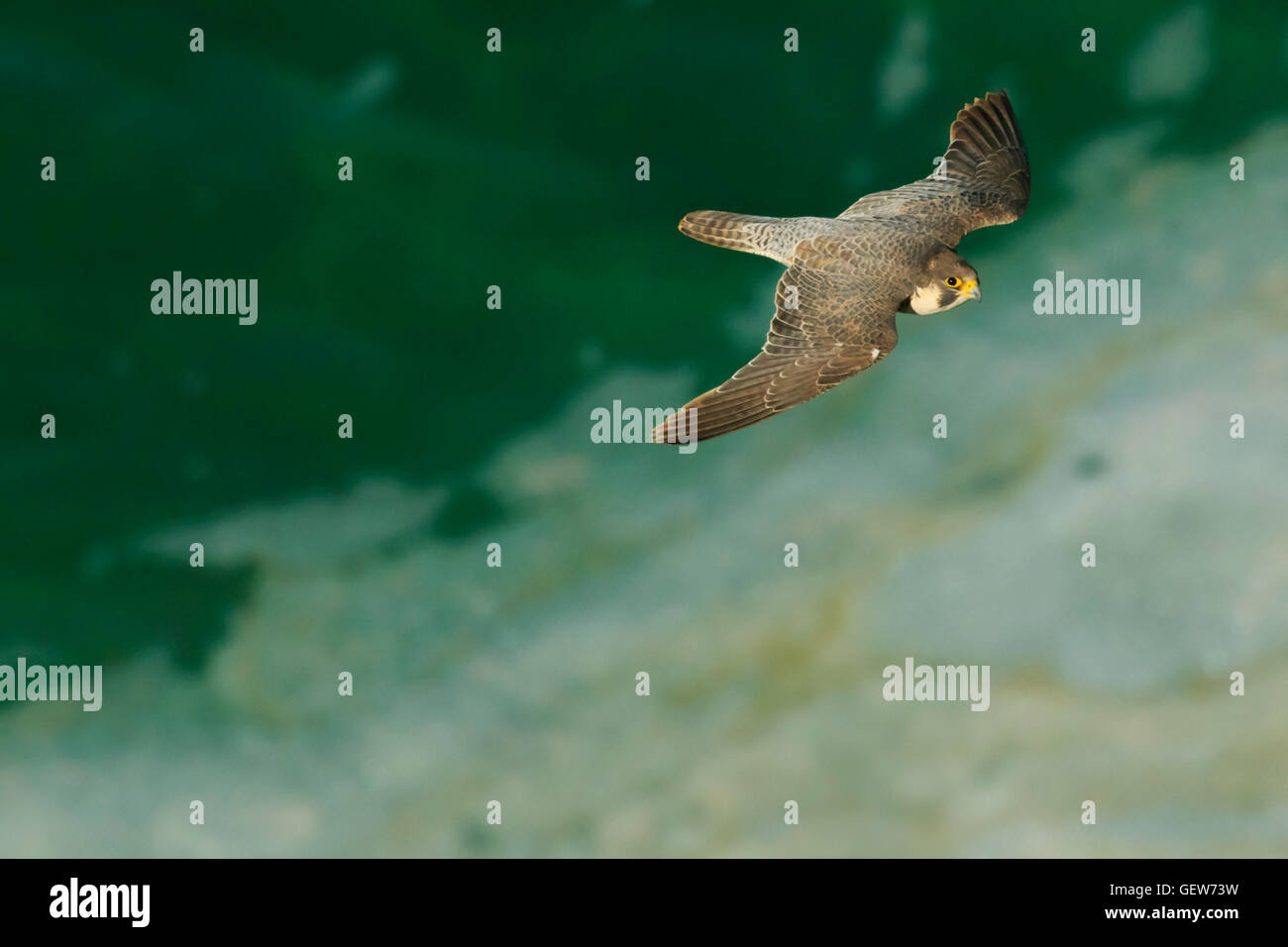 Falco pellegrino Falco peregrinus. Gli uccelli rapaci, con giù sul suo becco, volando sopra il mare verde schiuma bianca, visto da sopra Foto Stock