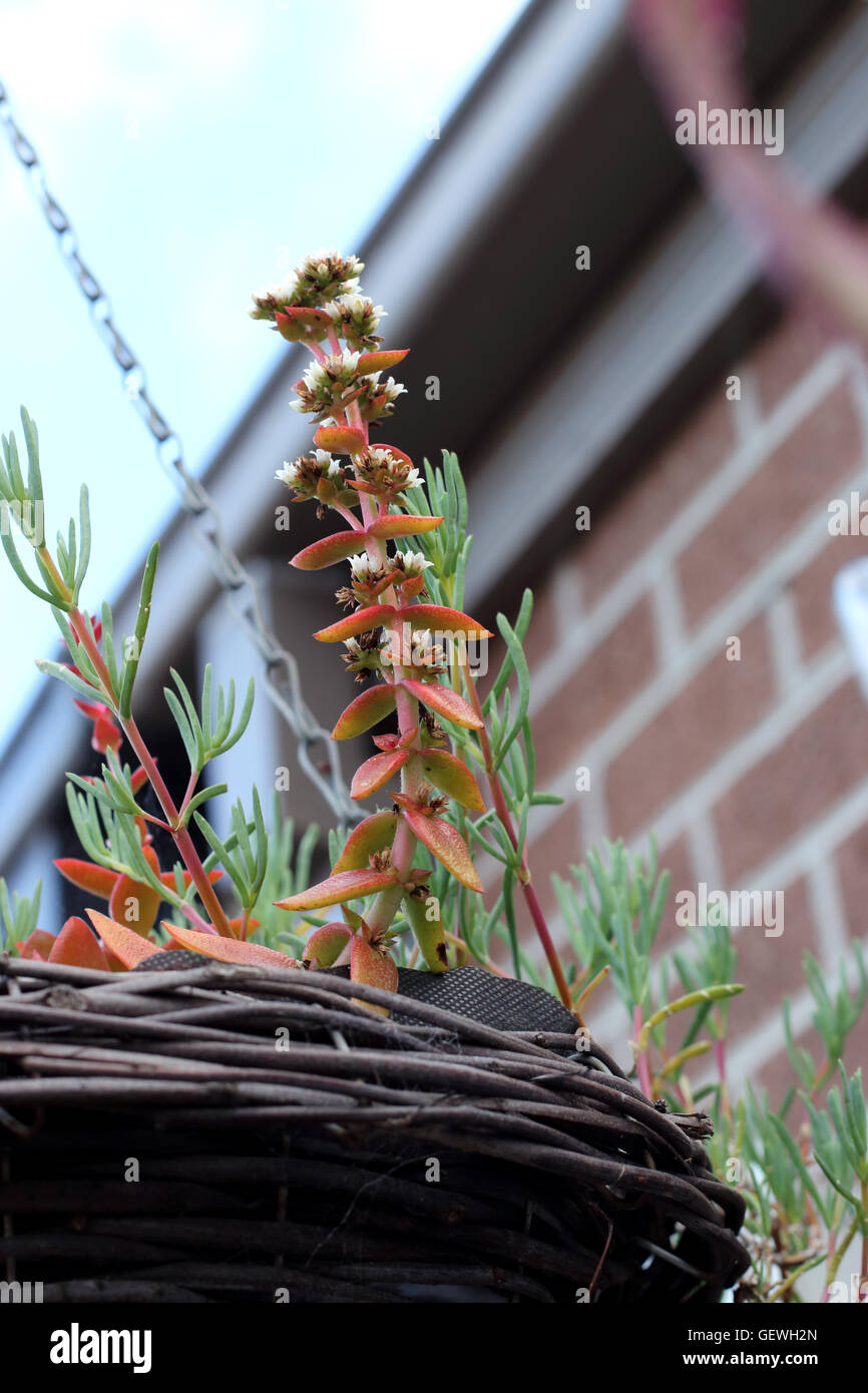 Mesembryanthemaceae e Crassula Capitella Campfire succulente crescente nella cesta appesa Foto Stock