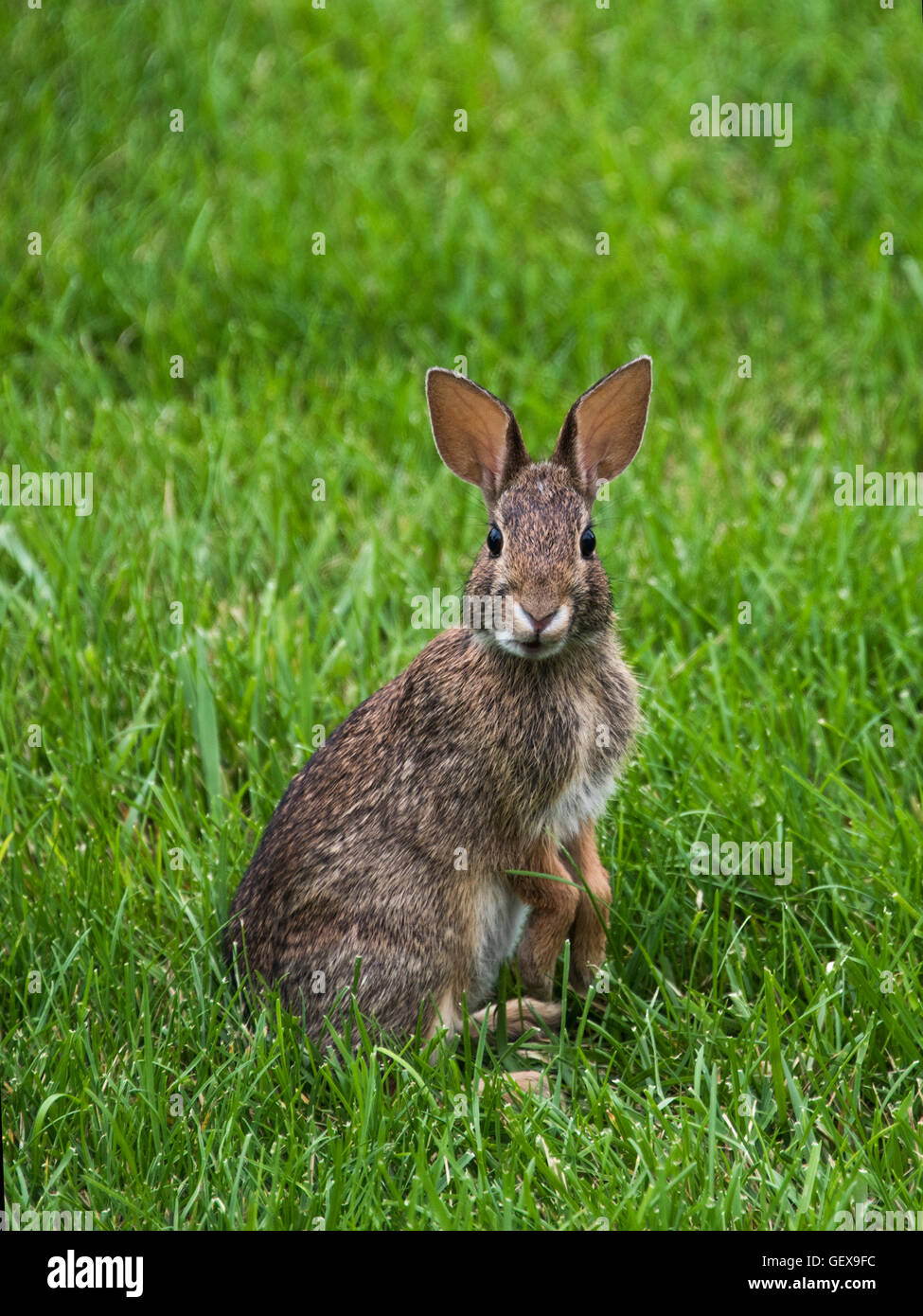 Coniglio in piedi nel cortile posteriore Foto Stock