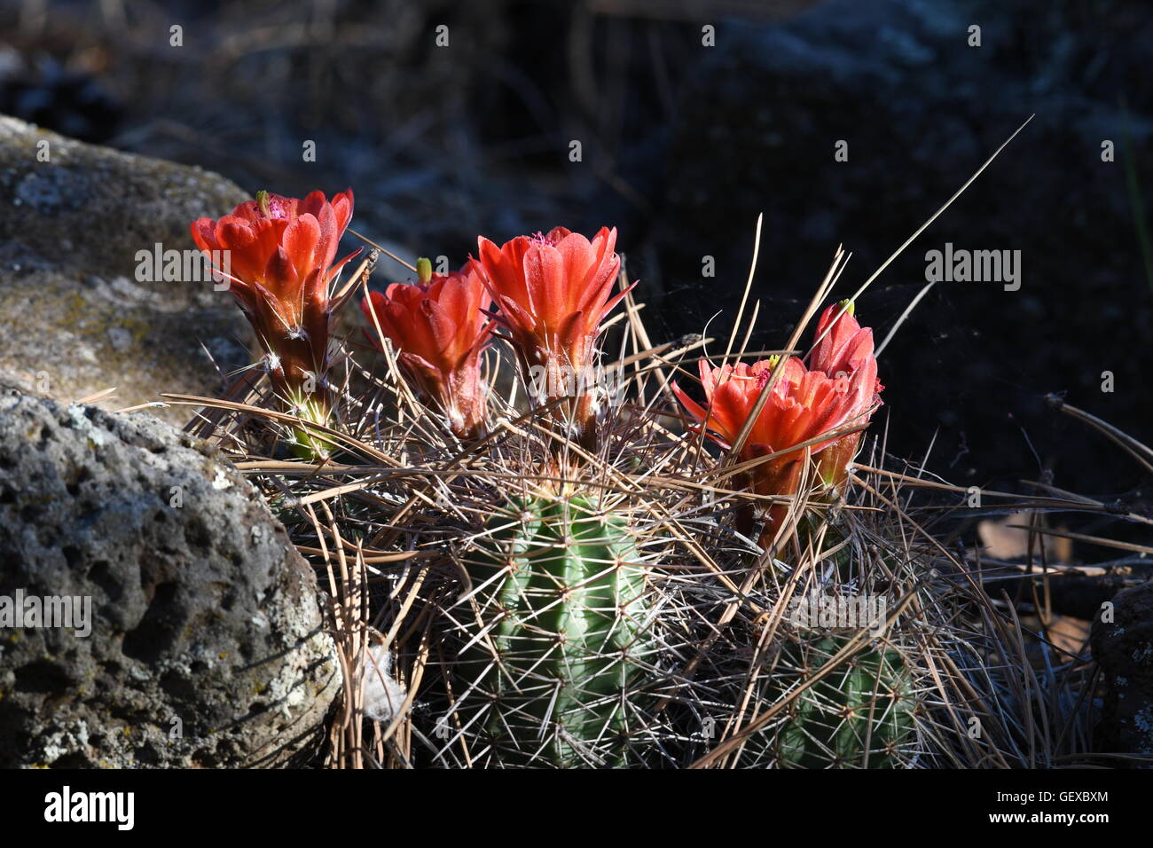 Verde cactus hedgehog fioritura fiori di colore rosso nella foresta di pini. Foto Stock