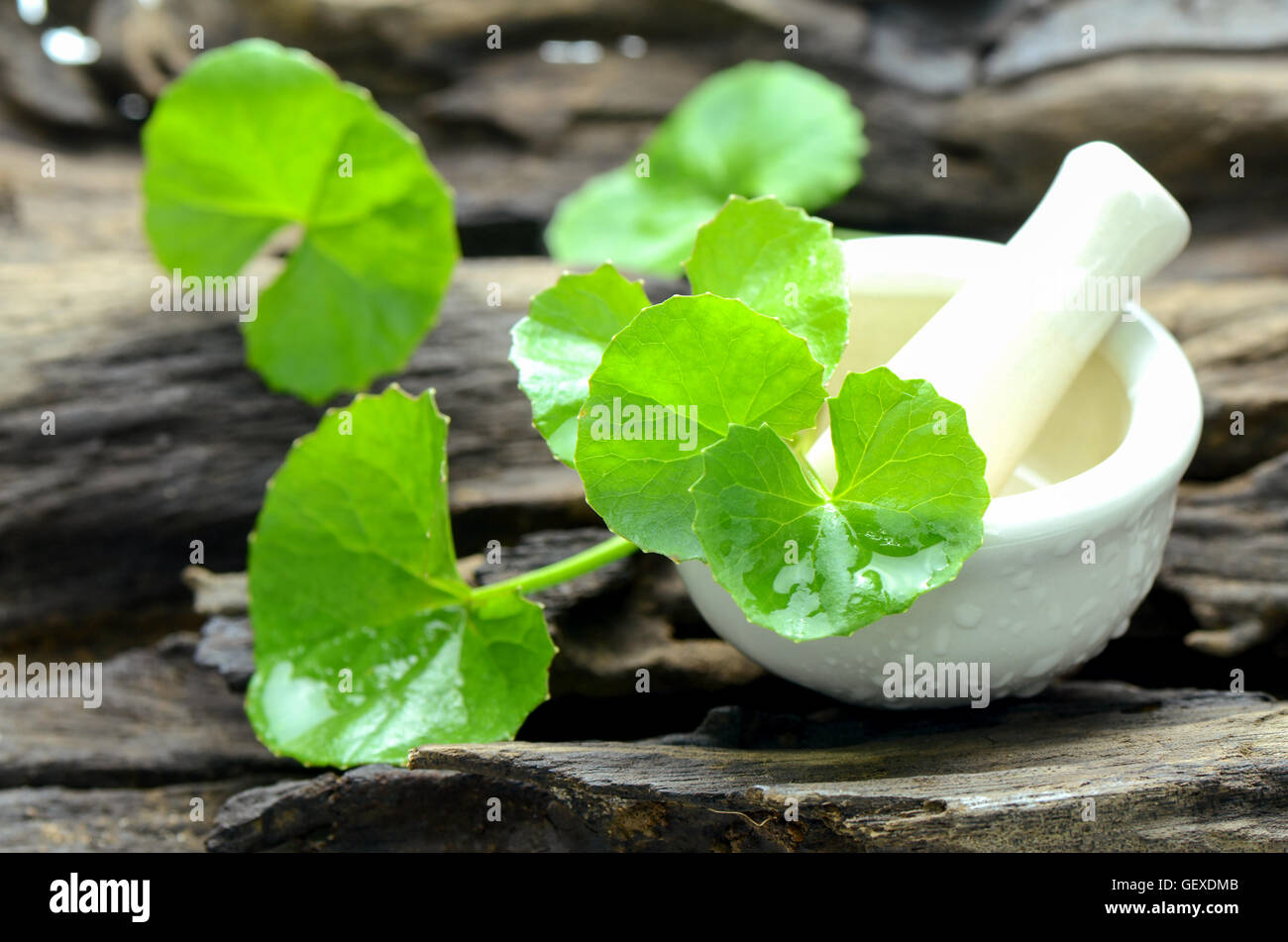 Centella asiatica (Centella asiatica (L.) Urban.) su uno sfondo di legno vecchio. Centella asiatica è un cervello tonico vegetale a base di erbe. Foto Stock