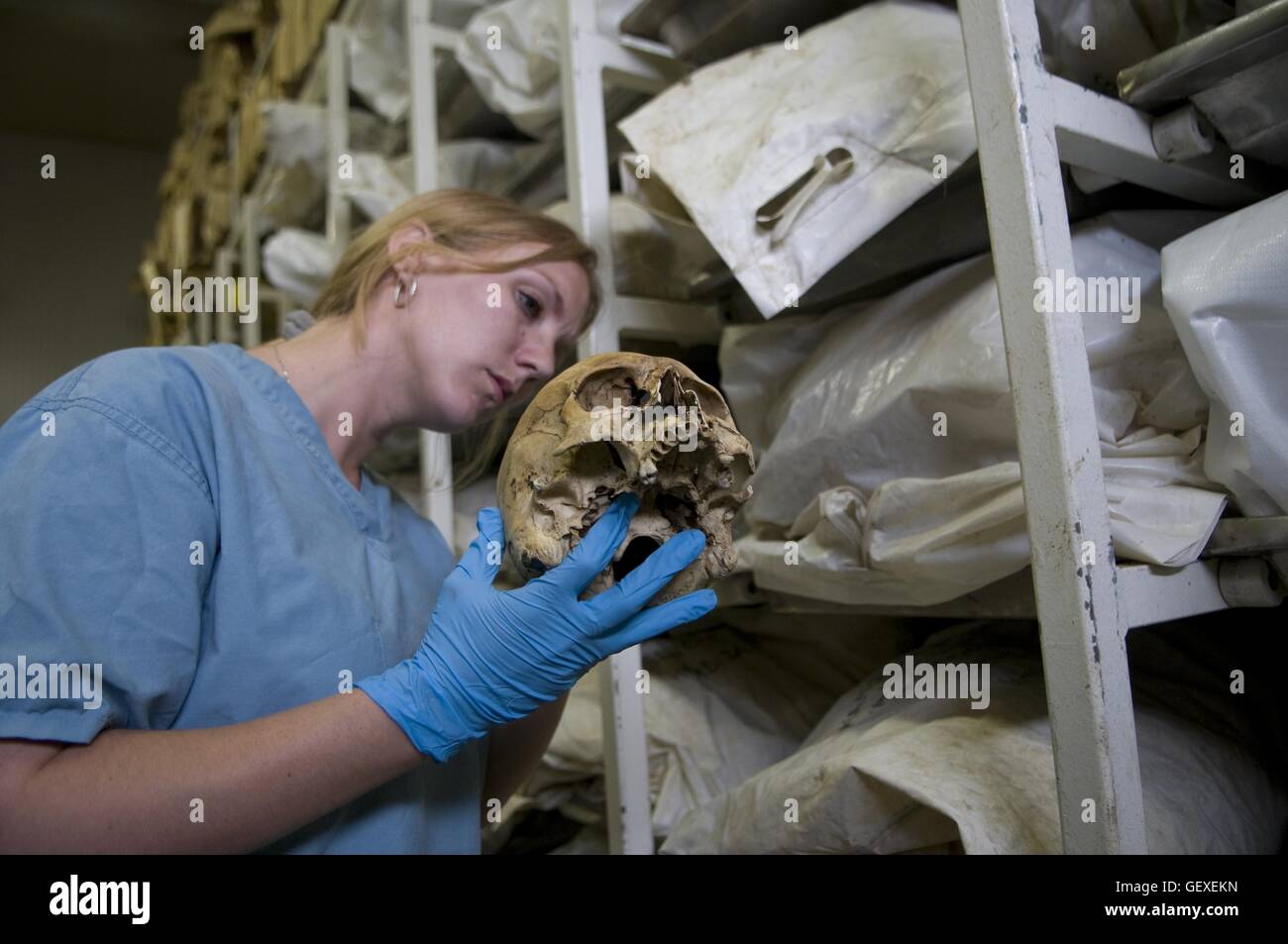 Un antropologo forense ispezionando un teschio umano alla camera mortuaria facility di ICMP commissione di persone scomparse dalla guerra in Bosnia nella città di Tuzla, Bosnia Erzegovina Foto Stock