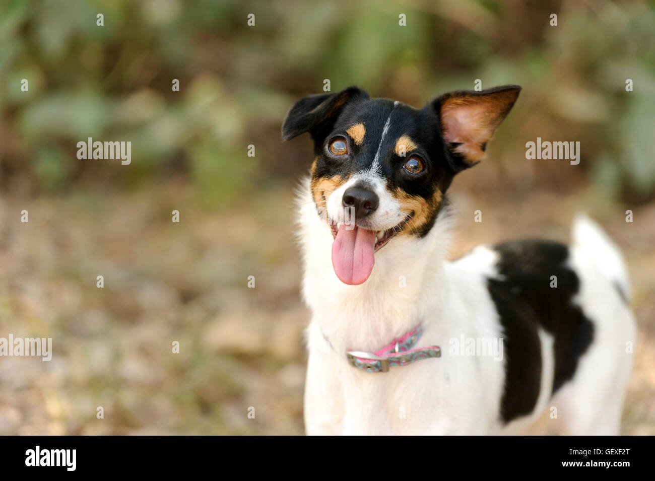 Funny dog è una sciocca Happy dog facendo un grande crazy silly faccia con linguetta e tutti.. Foto Stock