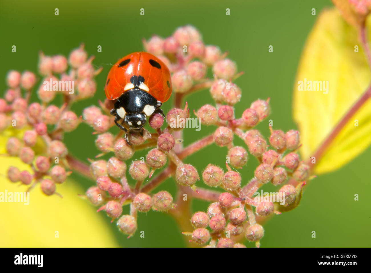 Ladybug strisciando su una piccola fiori decorativi bush Foto Stock