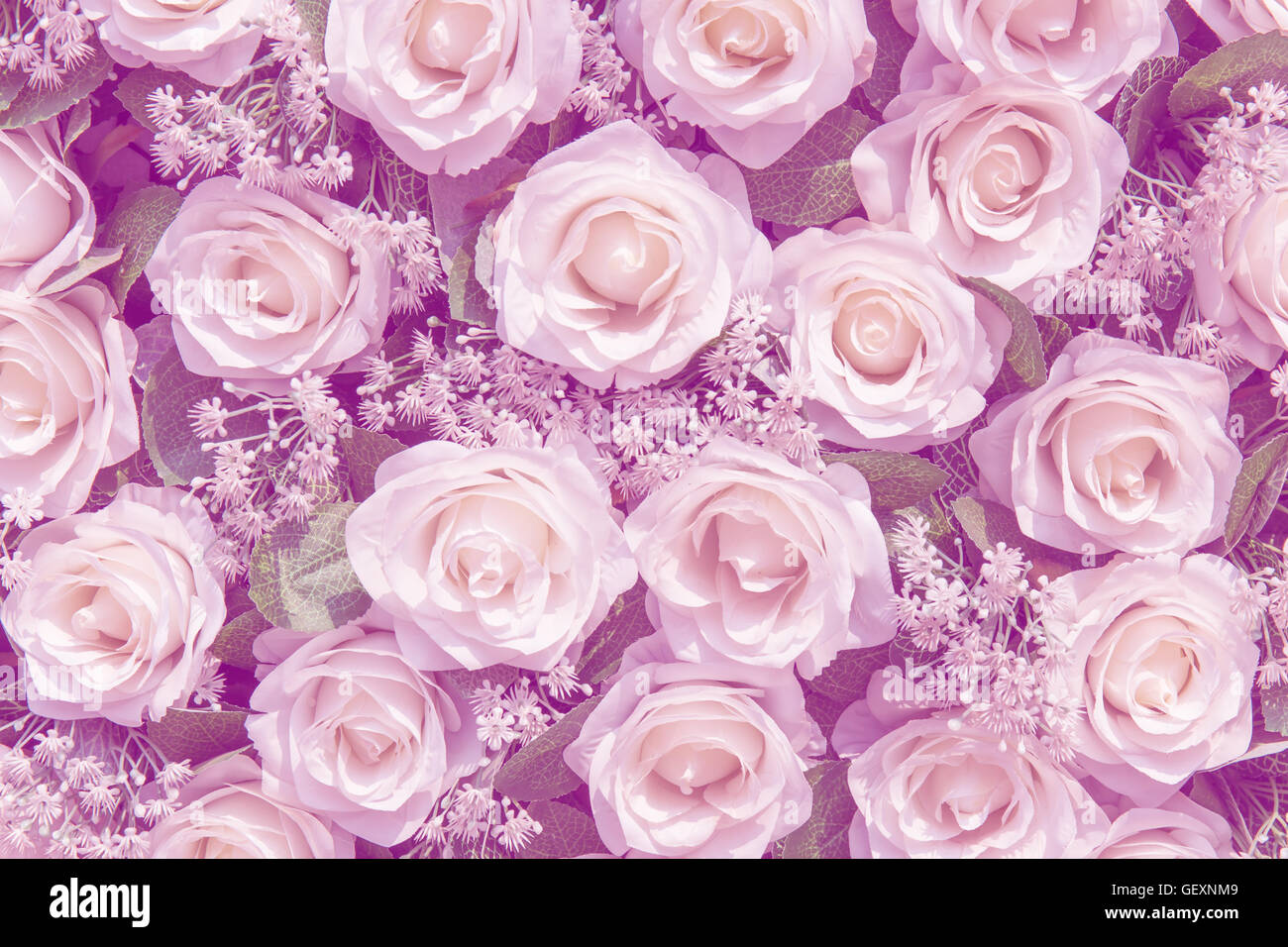 Rose bianche come sfondo una tonalità pastello Foto Stock
