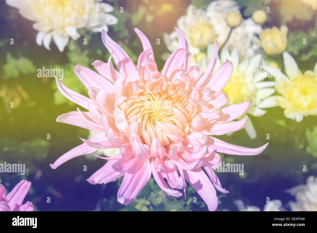 Crisantemo Rosa nel giardino dai colori pastello stile di tono Foto Stock