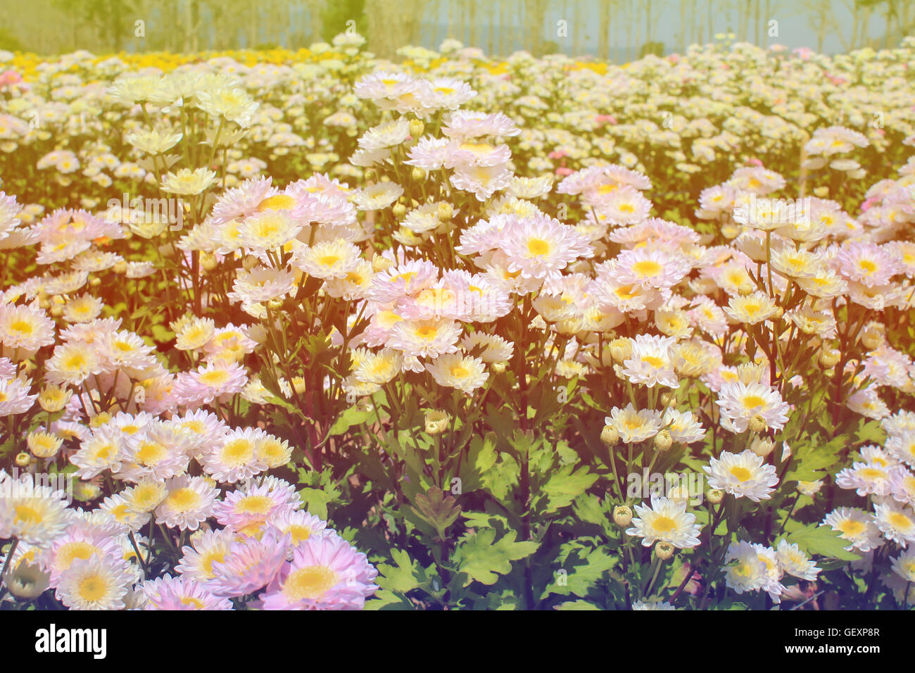 Crisantemo bianco in giardino color pastello stile di tono Foto Stock