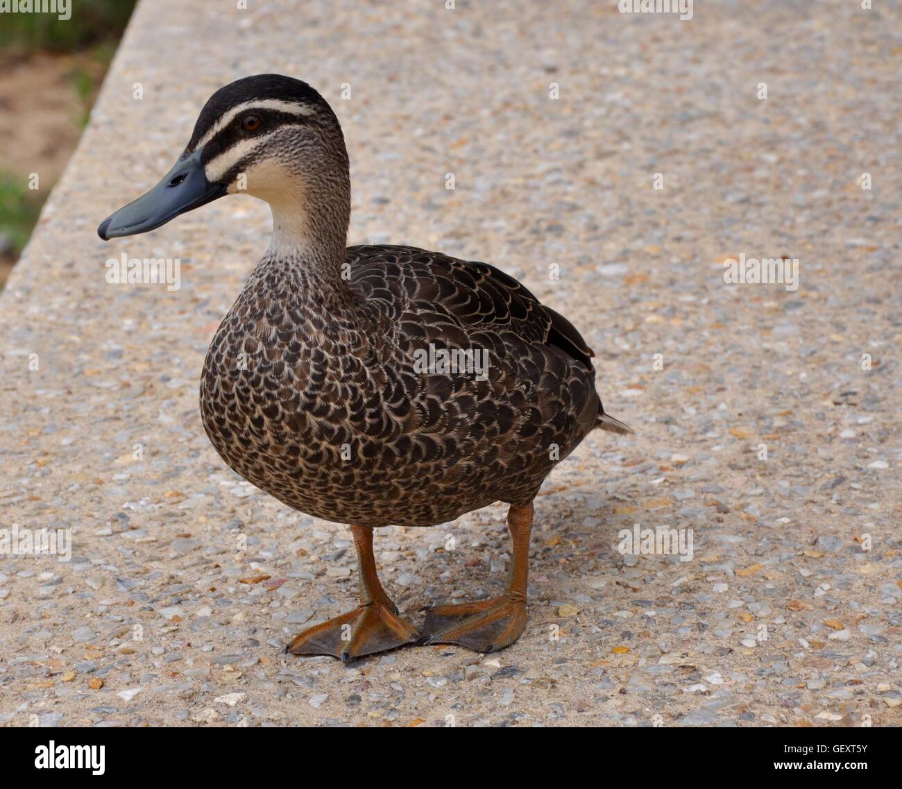 Pacific black duck con il piumaggio bruno e piedi a gambo isolato su un marciapiede in Western Australia. Foto Stock