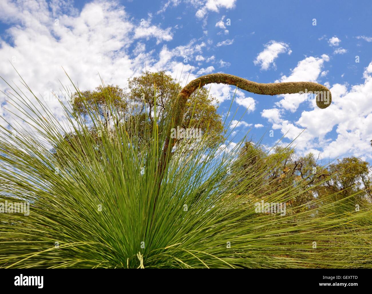 Dettaglio del yakka unico albero o albero di erba, con foglie pungenti e grandi curly stame in bushland in Western Australia. Foto Stock