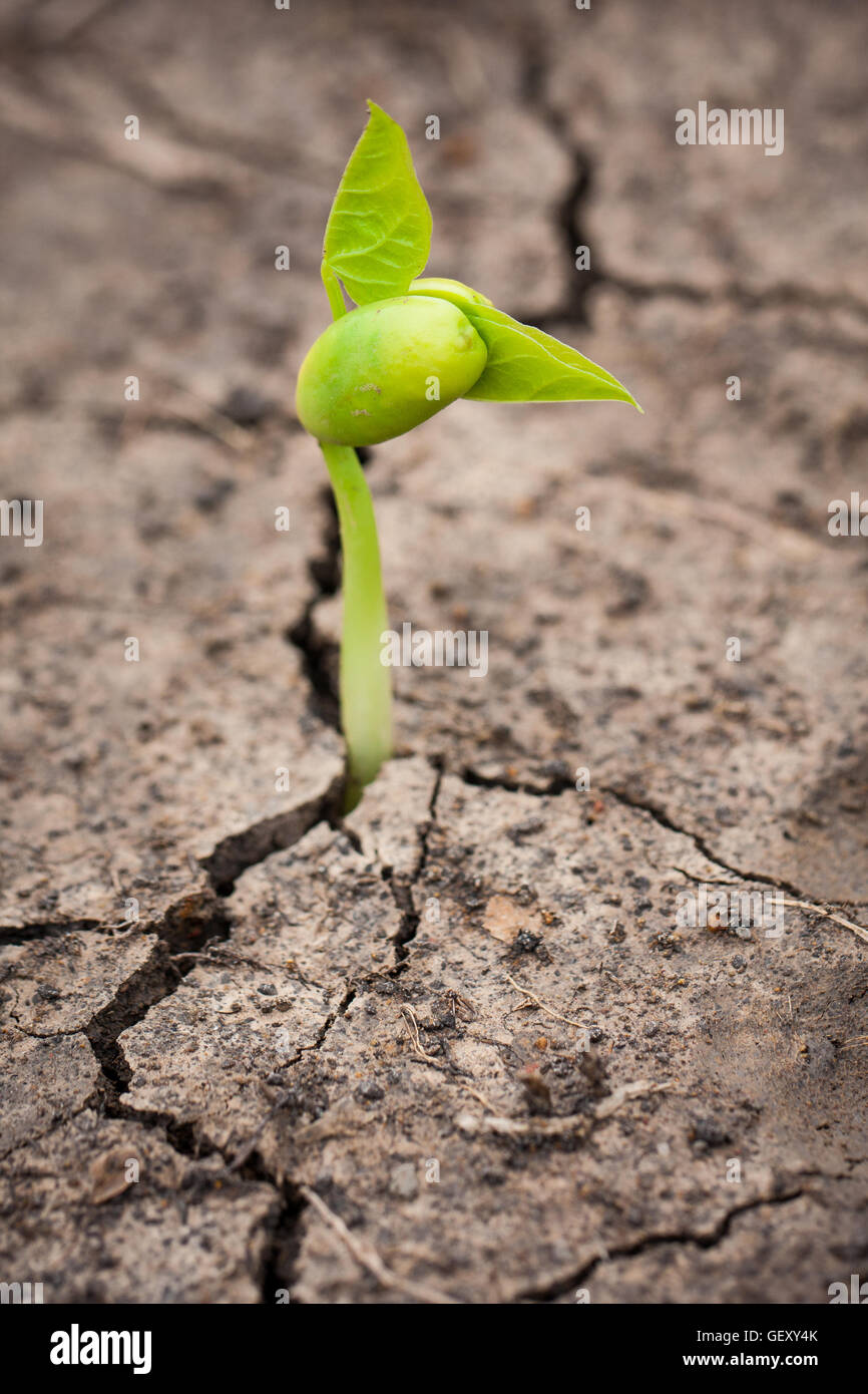 Germoglio verde che cresce dal seme Foto Stock