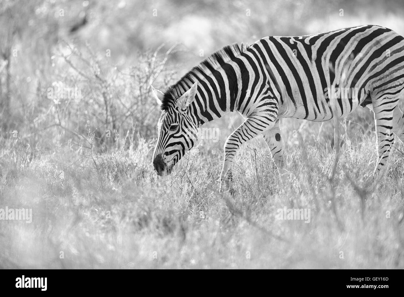 Zebra Foto Stock