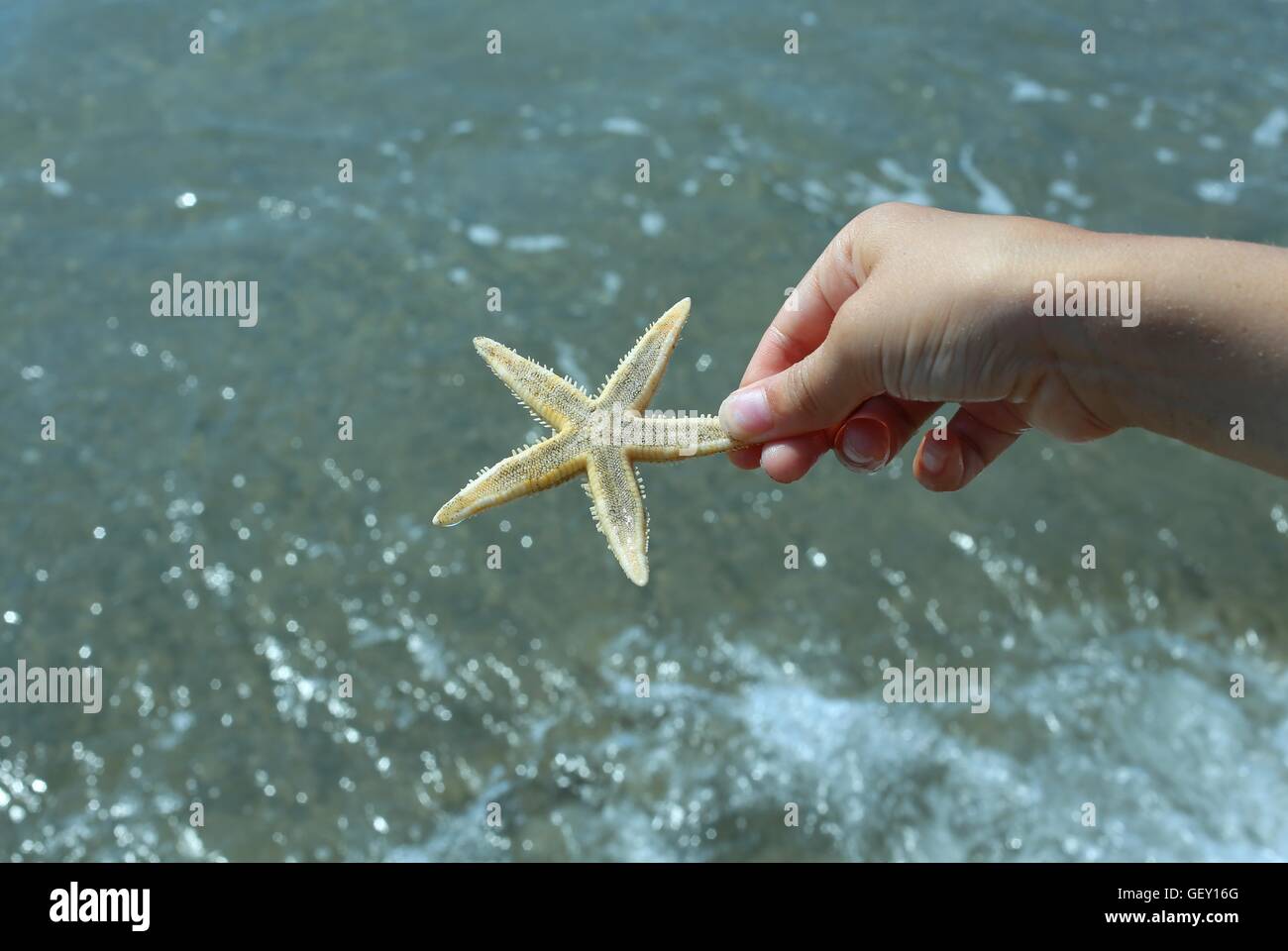 Bambino tiene in mano le grandi stelle marine sulla riva del mare in estate Foto Stock