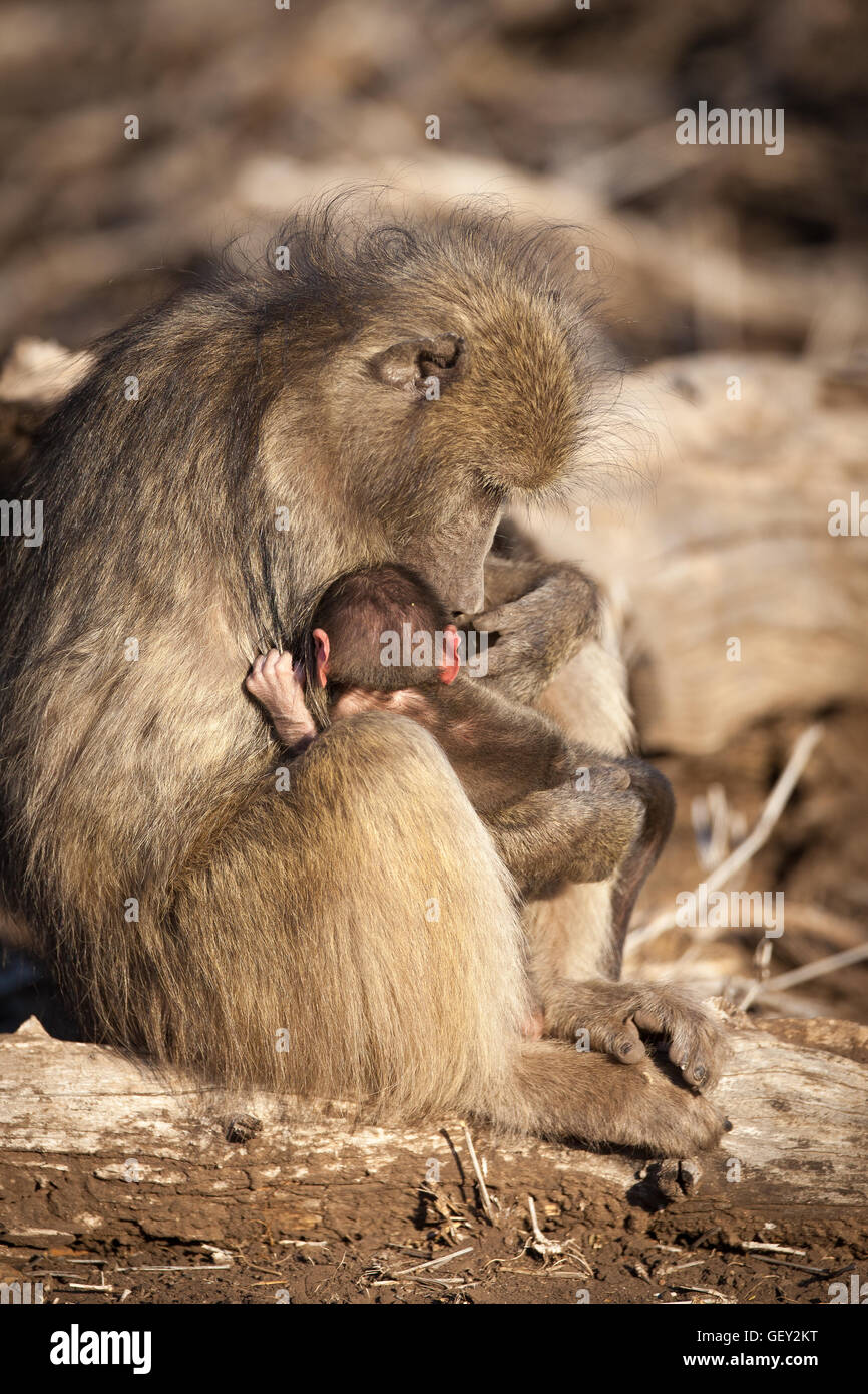 La madre e il bambino babbuino nel Parco Nazionale di Kruger - Sudafrica Foto Stock