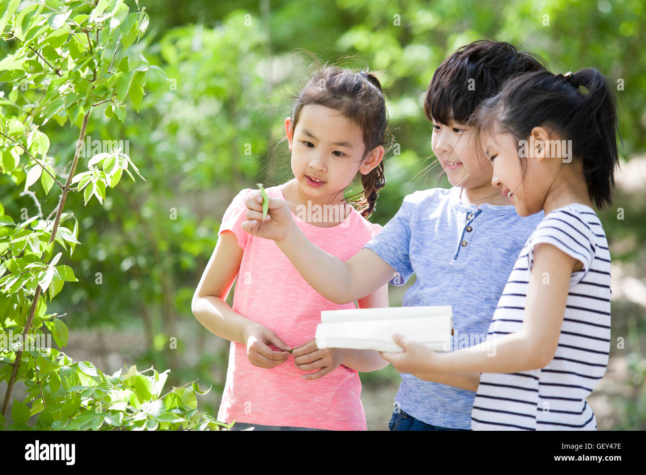 Felici i bambini cinesi la raccolta di campione di foglie di boschi Foto Stock