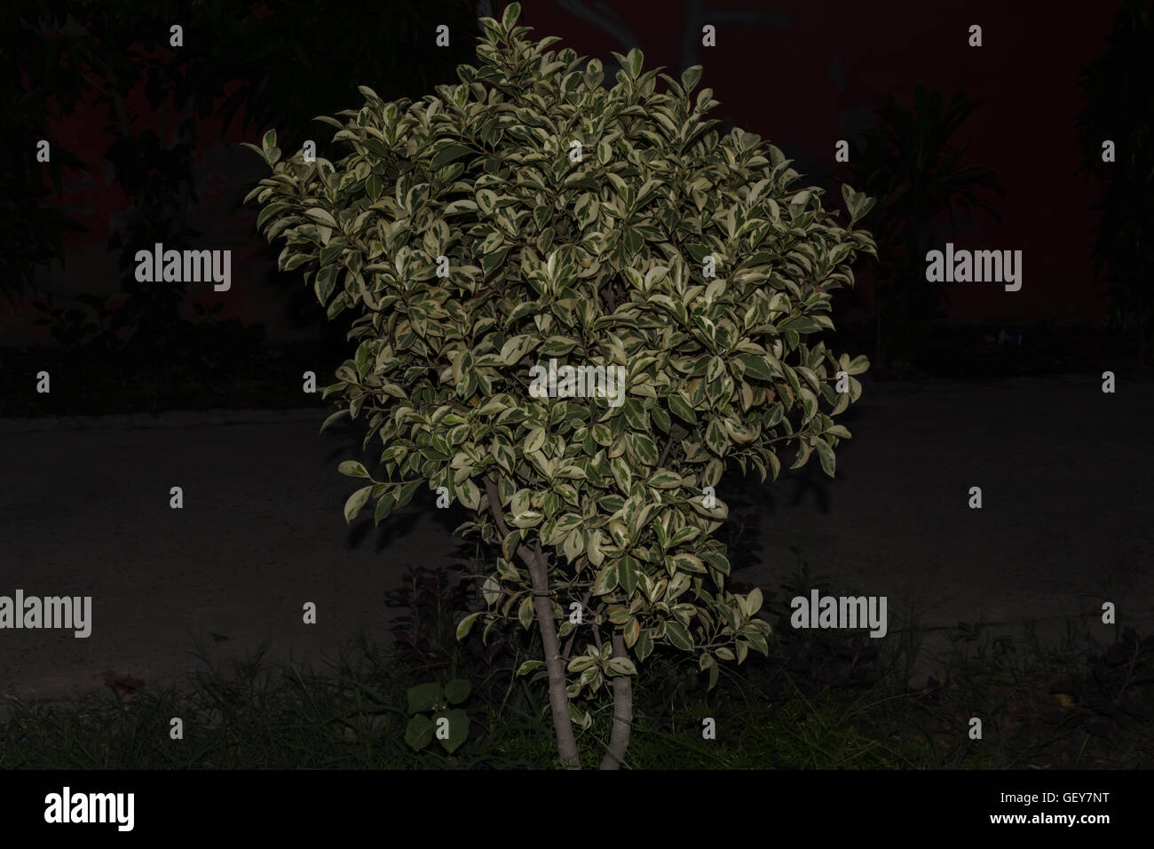 Ficus benjamina vista notturna. Foto Stock