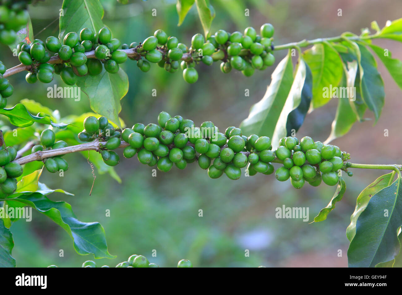 Albero di caffè con chicco di caffè sulla piantagione di caffè Foto Stock