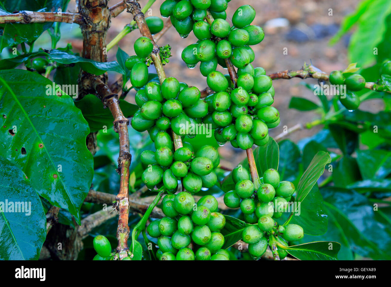 Chicco di caffè verde su albero Foto Stock