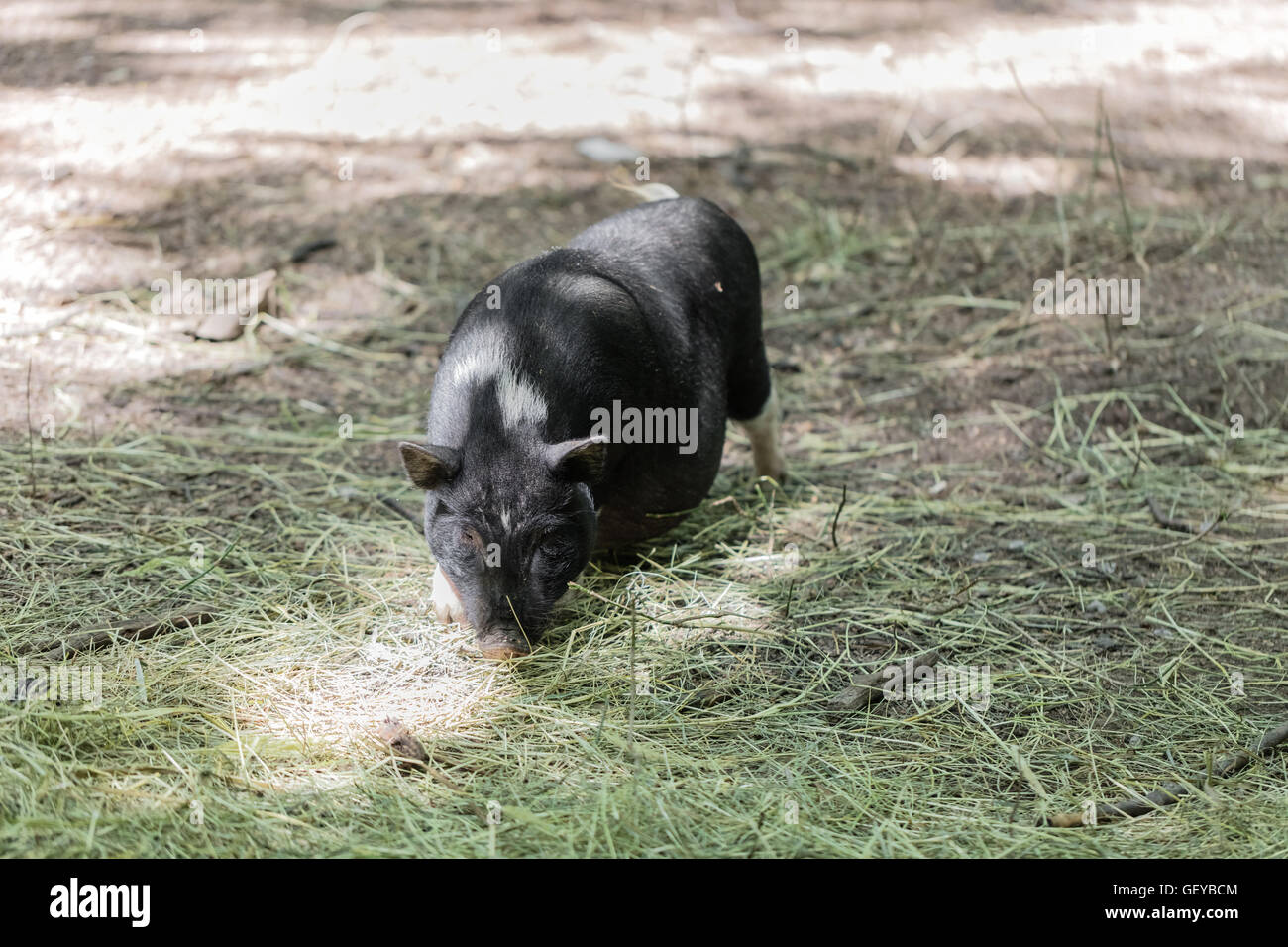 Il vietnamita i suini vengono allevati su una fattoria all'aperto Foto Stock