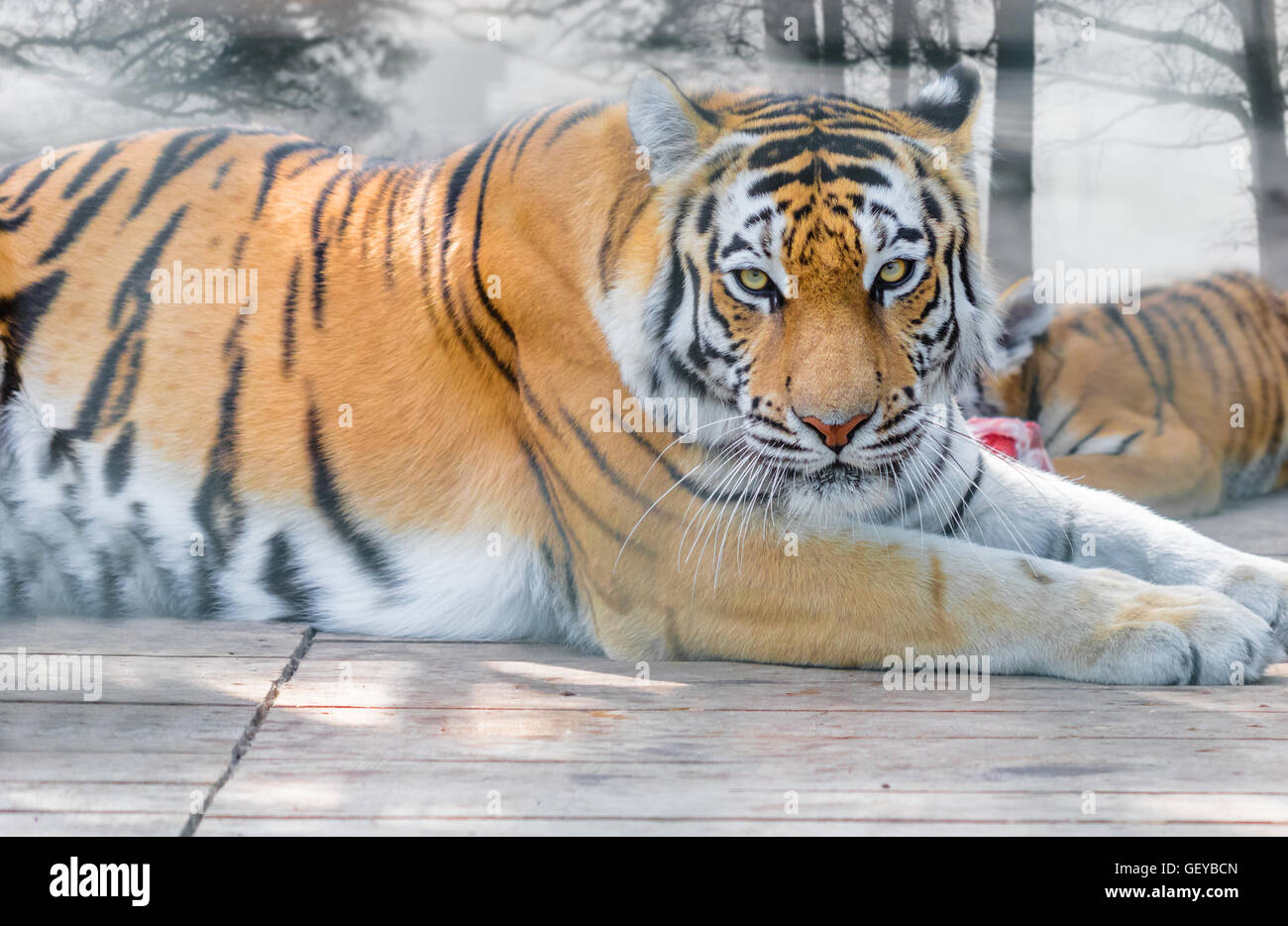 Animale selvatico, la tigre di Amur giacente close-up Foto Stock