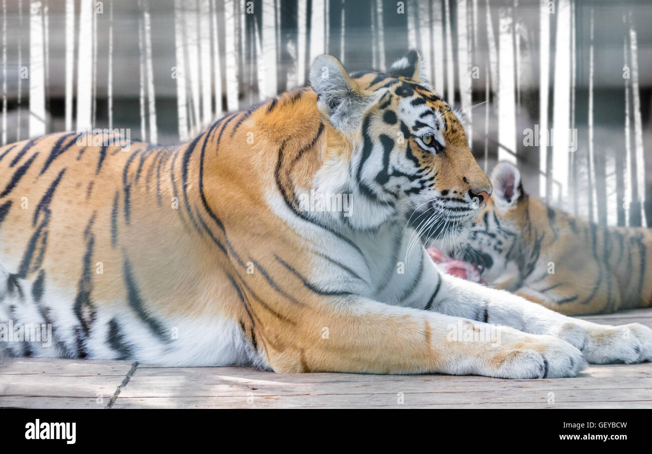Animale selvatico, la tigre di Amur giacente close-up Foto Stock