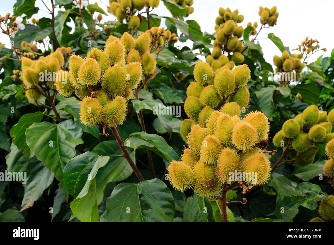 Impianto di curry in Vietnam Foto Stock