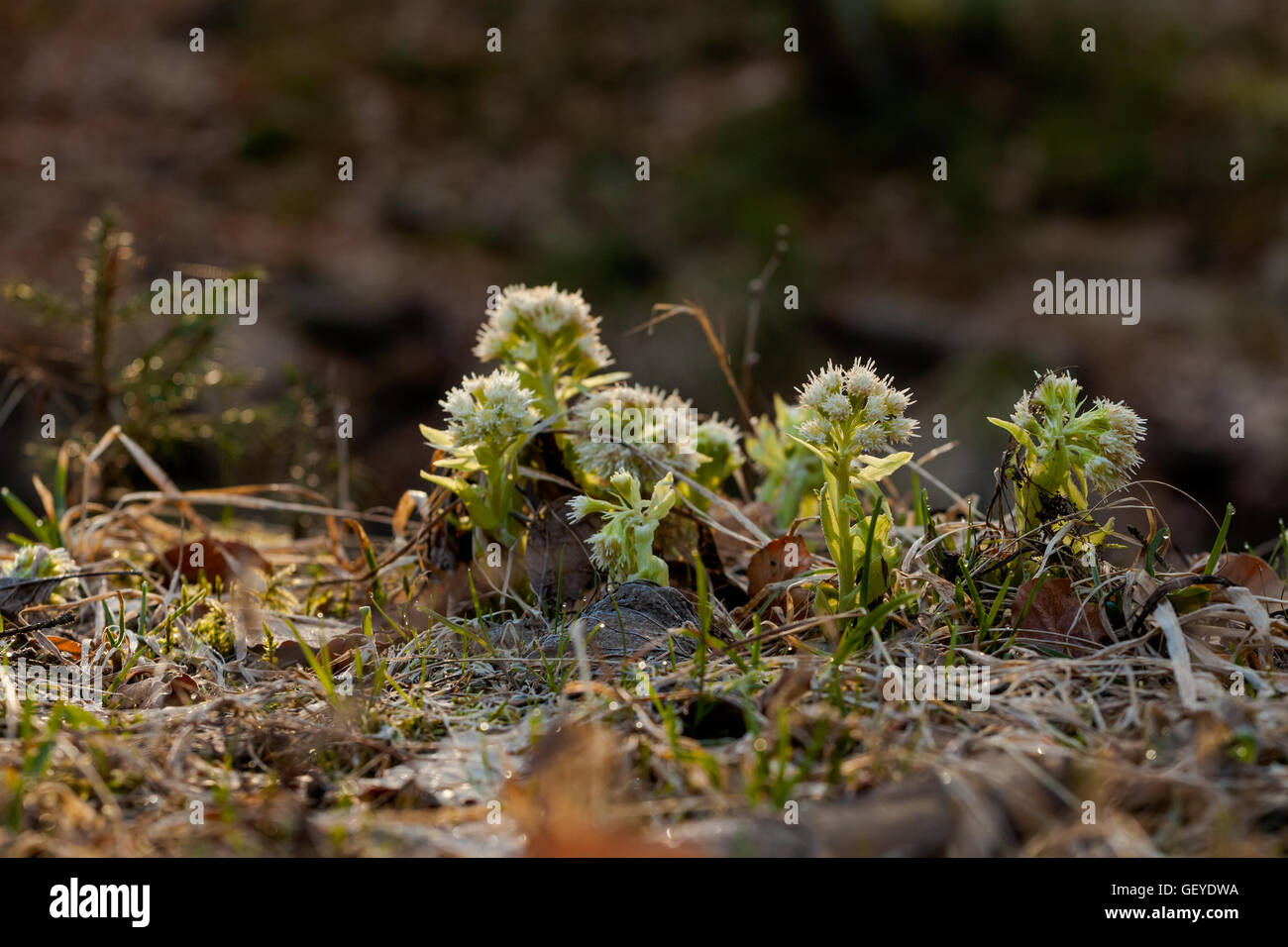 Bella dettaglio autunno sunny foto scattata in monti Beskidy - Barania Gora. Foto Stock