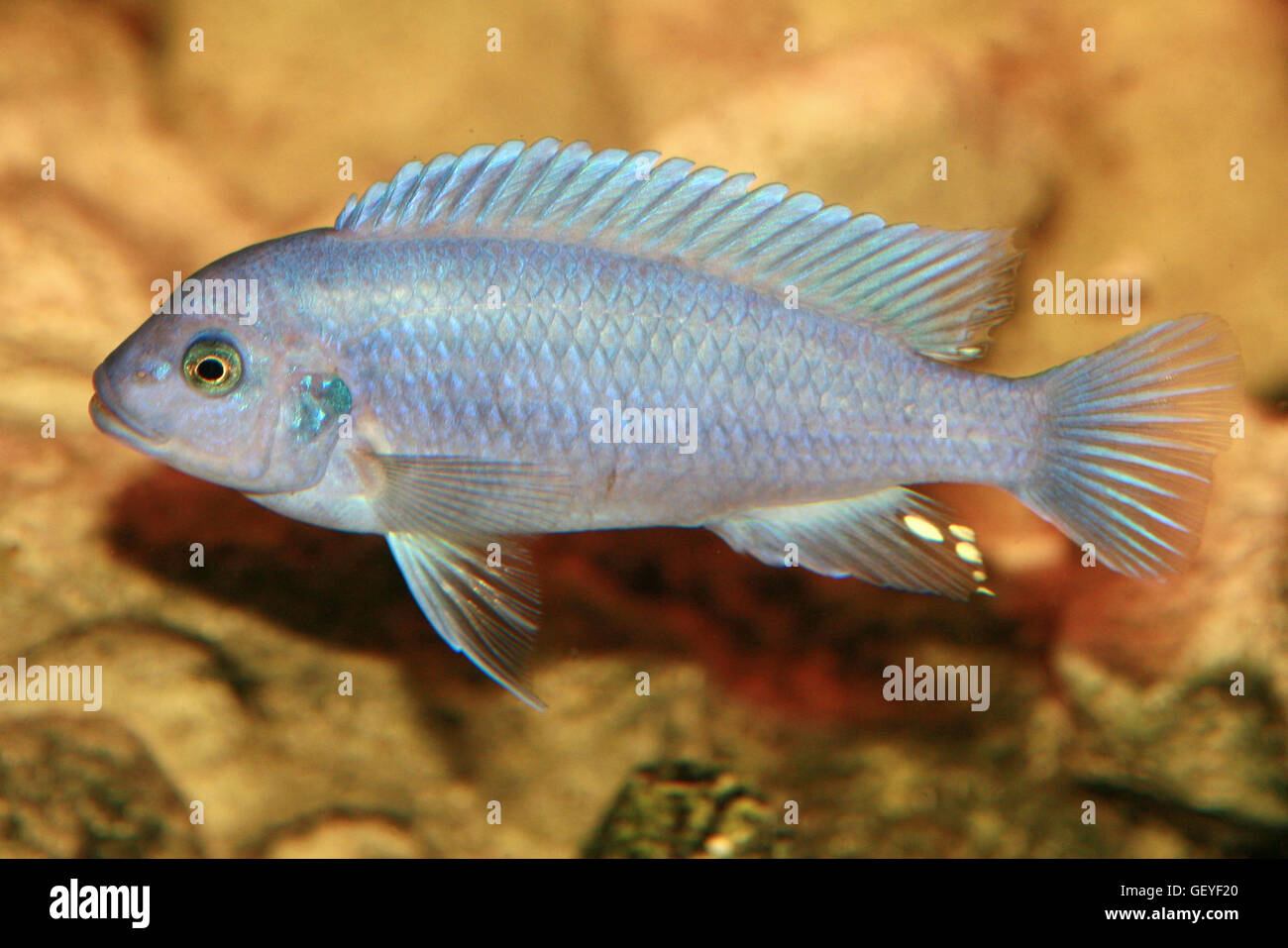 African Cichlid, Blu, Pseudotropheus Zebra Foto Stock