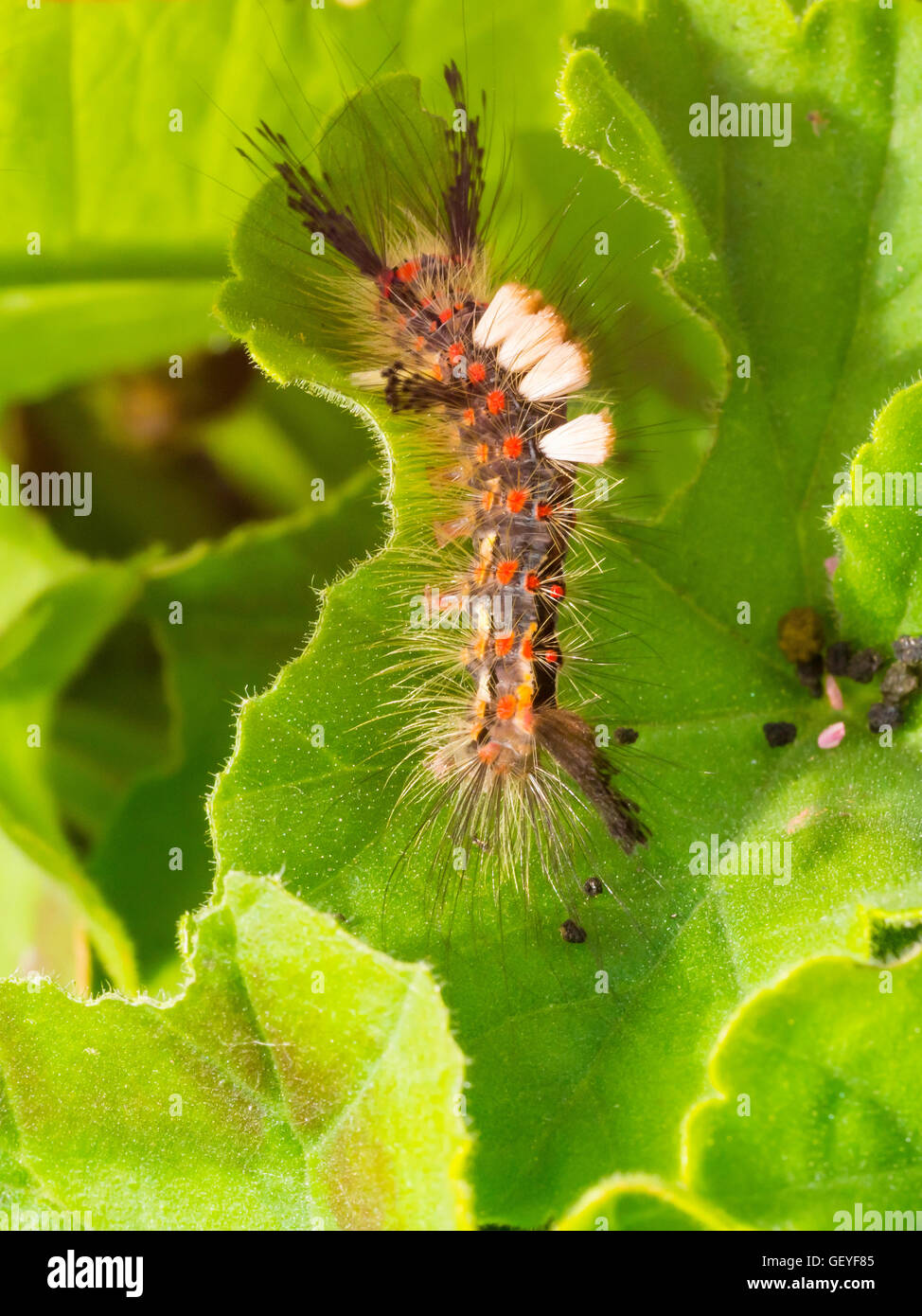 Larva di una falena Vaporer Orgyia antiqua in North Yorkshire giardino in luglio Foto Stock