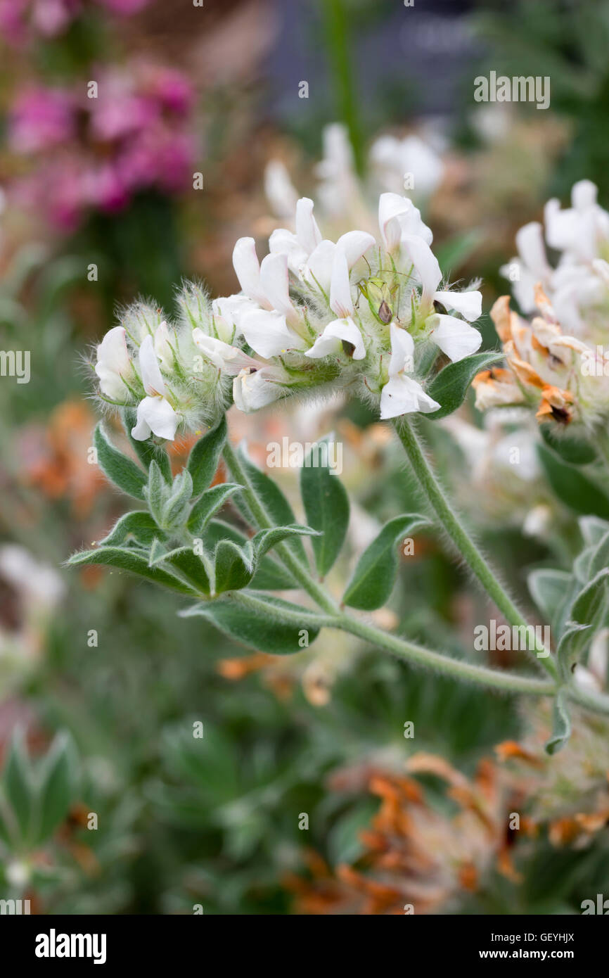 Pisello bianco fiori delle Canarie arbustiva trifoglio, Lotus hirsutus Foto Stock