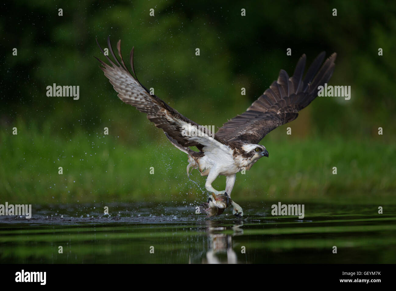 Osprey battenti nella pesca Foto Stock