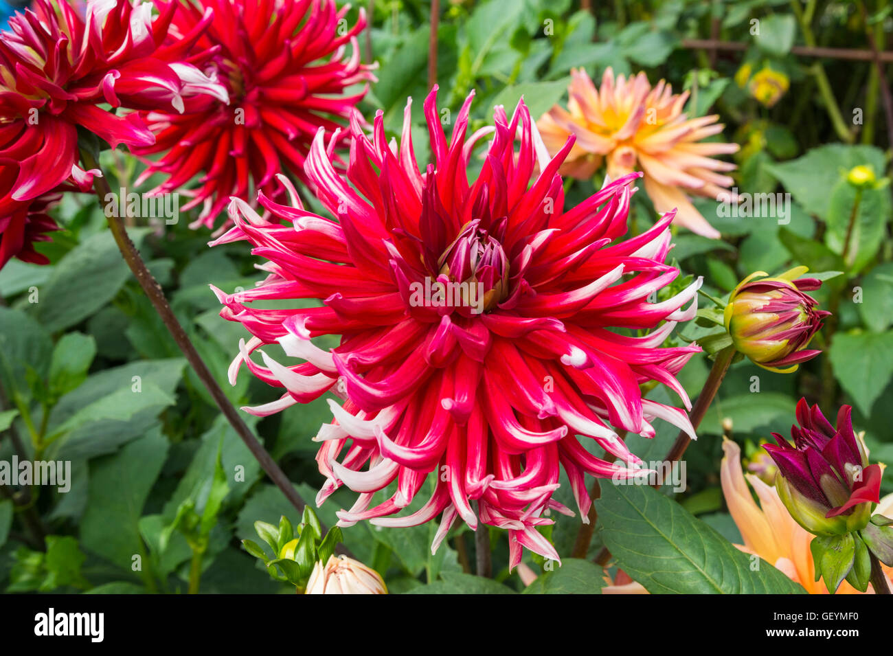 Dahlia semi-cactus 'Frigoulet' crescendo in estate nel West Sussex, in Inghilterra, Regno Unito. Red Dahlia in estate. Dalie. Foto Stock