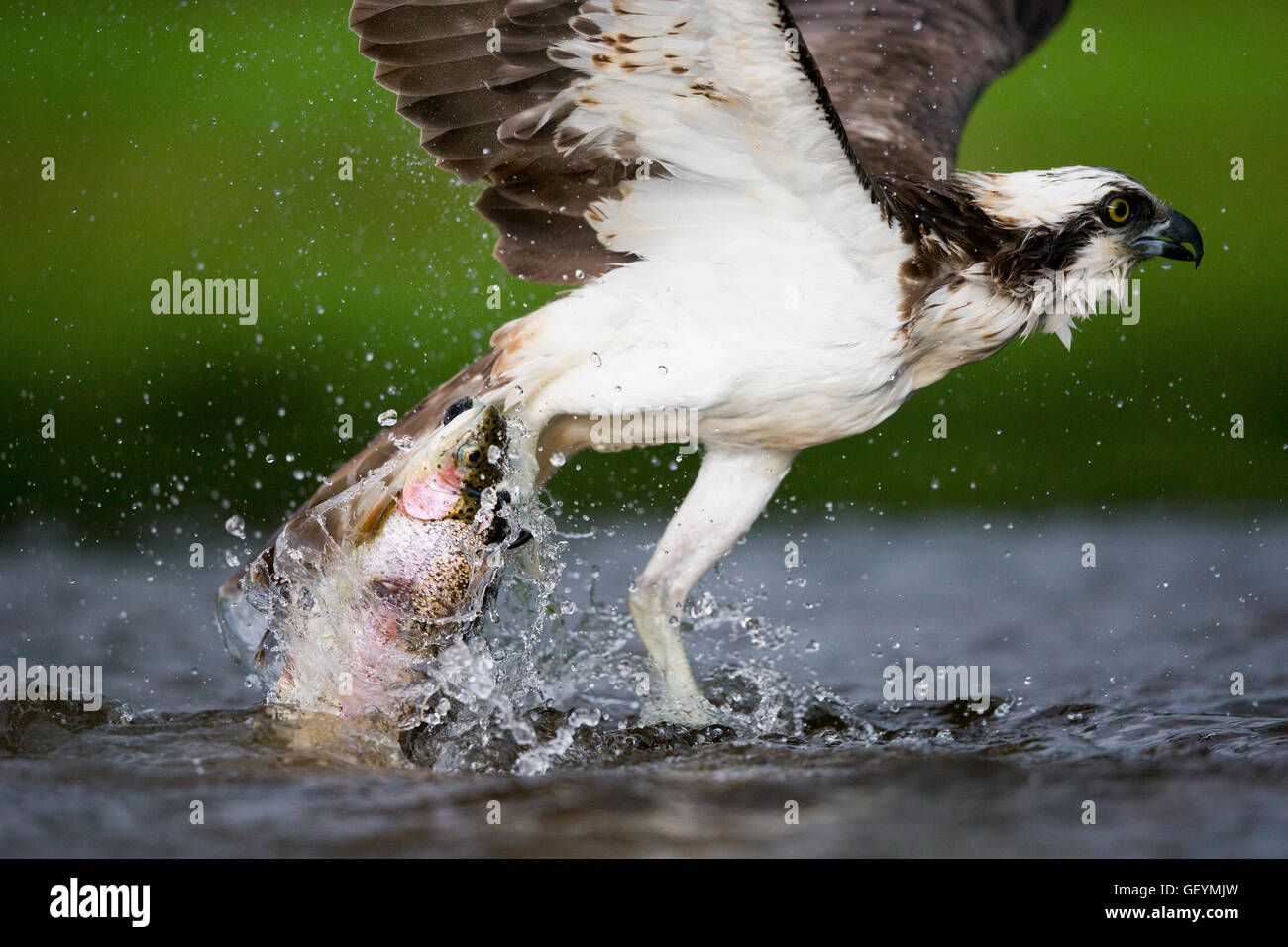 Osprey battenti nella pesca Foto Stock